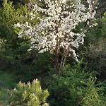 Penzion Alberti Llogara 3*