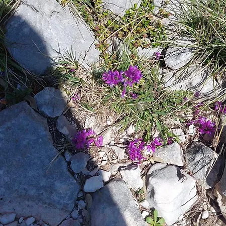 Alberti Llogara 3*